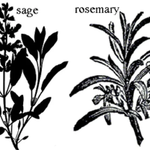 Parsely sage rosemary and thyme