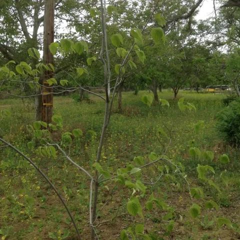 photo by Jenni Dodini