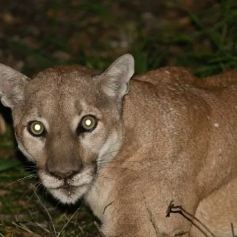 mountain lion