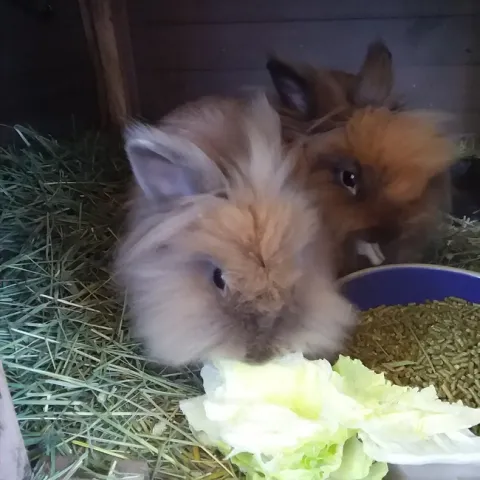 two bunnies