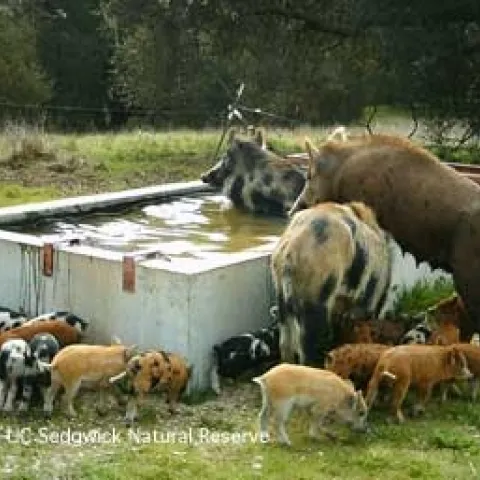Wild pigs drinking and swimming in a cattle water trough. (Credit: Grant Canova-Parker)