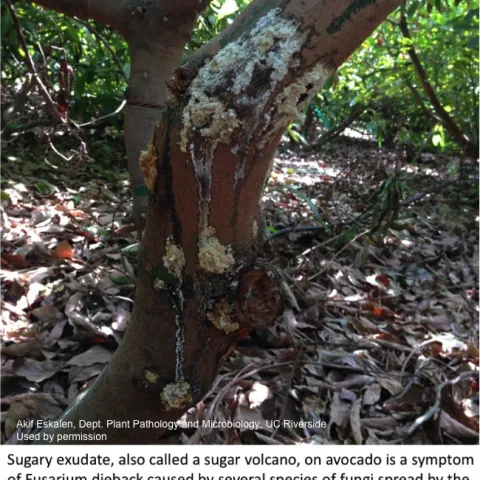 Sugary exudate on avocado tree trunk.