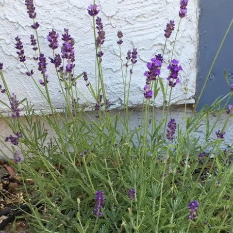 photos by Michelle Davis