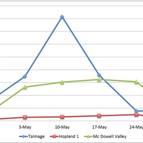 VCLH eggs per leaf 5 31