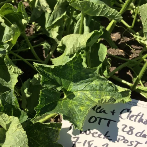 Figure 2. Clethodim herbicide injury symptoms were slight yellowing and wrinkling of upper leaves.