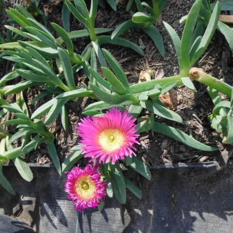 Highway iceplant (Carpobrotus edulis) often forms deep mats covering large areas. Shallow, fibrous roots are produced at every node that is in contact with the soil. Highway iceplant has been widely planted for soil stabilization and landscaping, and is well known by most Californians for its succulent three-sided leaves via /www.cal-ipc.org.