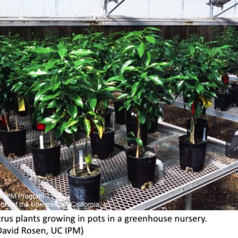 Young citrus plants in a greenhouse nursery.