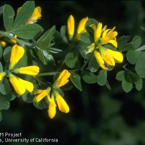 The flowers of French broom are attractive, but this invasive plant is not a good choice for landscapes. (Credit: Jack Kelly Clark)