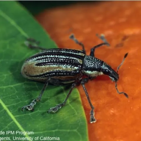 Adult diaprepes root weevil, an invasive pest in California citrus. (Photo: David Rosen, UC IPM)