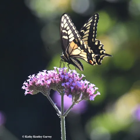 Anise Swallowtail Papilio zelicaon, nectaring on Verbena in Vacaville, Calif. (Photo by Kathy Keatley Garvey)