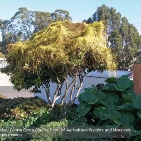 Spaghetti-like stems of Japanese dodder growing on a tree. (Credit: Vince Guise)
