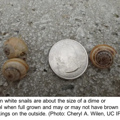 Italian white snails