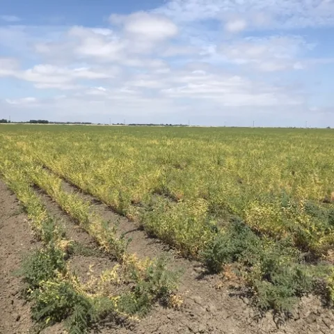 Garbanzo field with charcoal rot