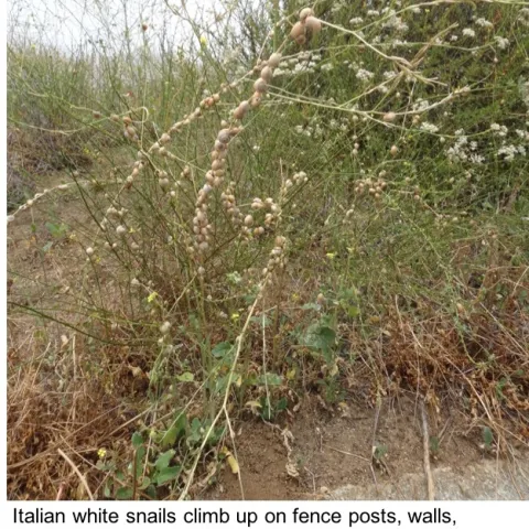 Italian white snails on fence.