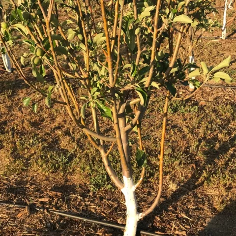pruning apple tree 2