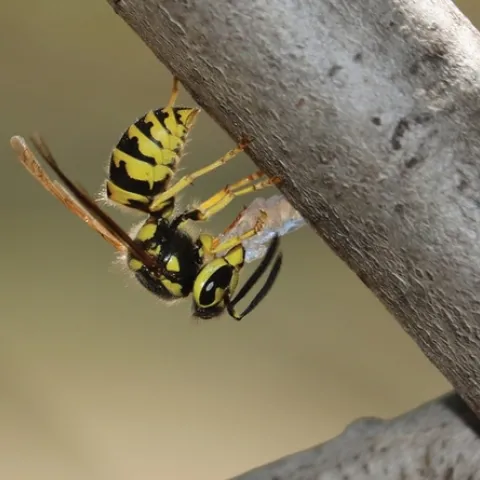 yellowjacket-with-hydrogel Choe
