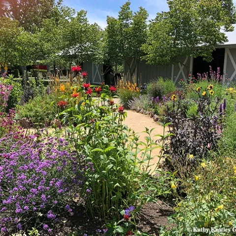 This is an overview of part of Kate Frey's pollinator garden at Sonoma Cornerstone. (Photo by Kathy Keatley Garvey)