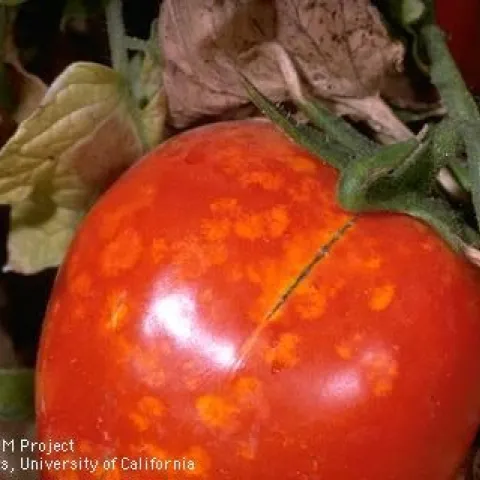 Stink bug damage on tomato.