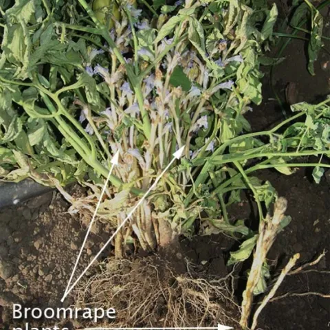 Fig. 1. Broomrape on tomato.