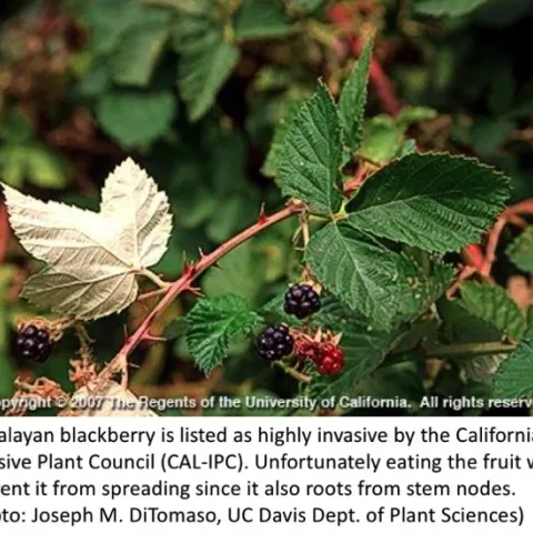 himalayan blackberry