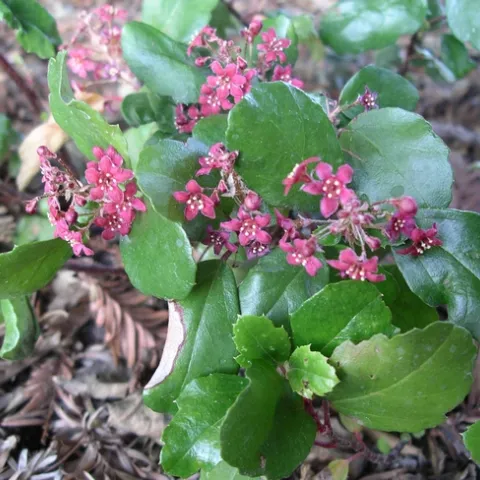 Catalina perfume, Cindy Weiner