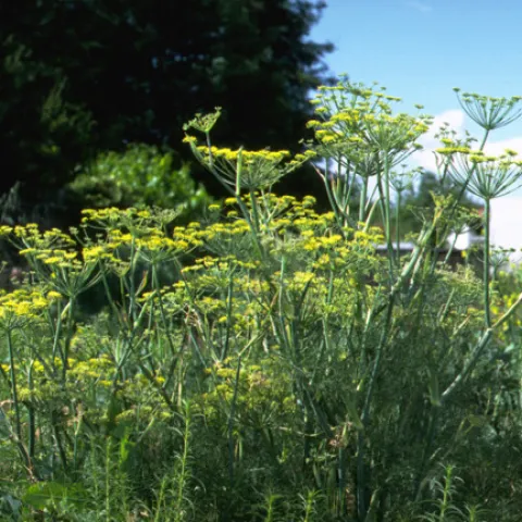 If you've got a great recipe for wild fennel, the website Eat the Invaders wants to know. Wild fennel is listed as moderately invasive by the California Invasive Plant Council (CAL-IPC). It came from southern Europe and the Mediterranean where it is used as a spice. (Photo: Joseph M. DiTomaso, UC Davis Dept. of Plant Sciences)