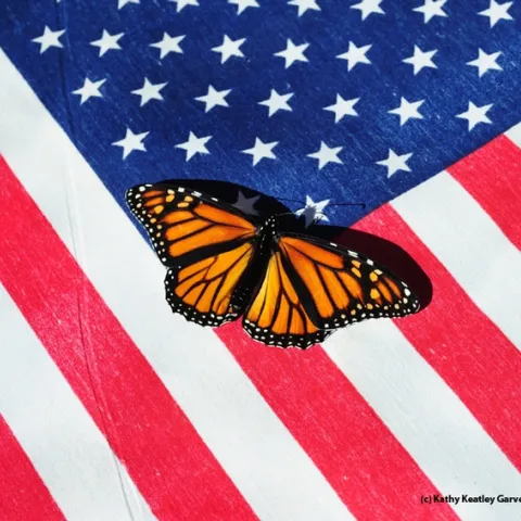 A majestic monarch butterfly, an icon, on an American flag. (Photo by Kathy Keatley Garvey)