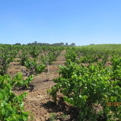 a vineyard with declining vines