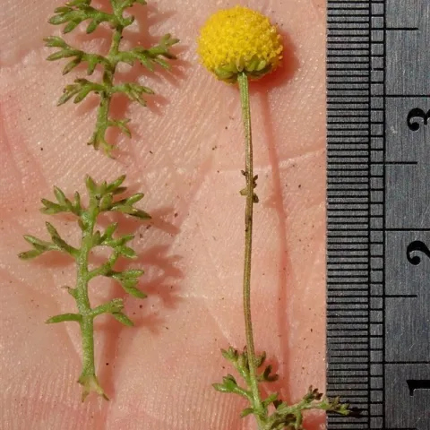 stinknet flower and leaf