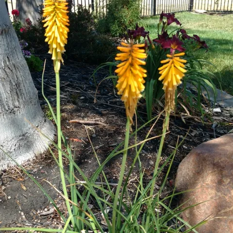 Plant trivia - try to name this plant