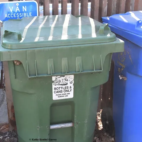 A sign on a UC Davis recycling bin clearly says "Bottles and Cans Only." It says nothing about wasps. (Photo by Kathy Keatley Garvey)