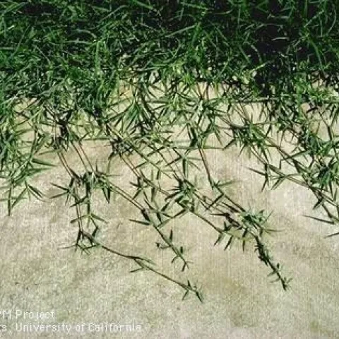 Fig 3. The creeping stolons of bermudagrass. (Credit: Clyde Elmore)