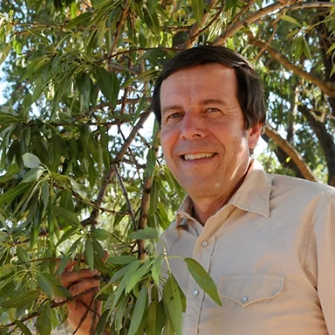 Frank Zalom, distinguished professor of entomology at UC Davis (shown here in an almond orchard) is the newly selected editor-in-chief of the Journal of Economic Entomology. (Photo by Kathy Keatley Garvey)