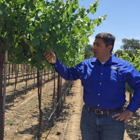 Los costos de mano de obra son de siete centavos por parra en el manejo de un viñedo “sin contacto”, comparado con un dólar en un viñedo convencional, indicó Kaan Kurtural, especialista de Extensión Cooperativa de UC.