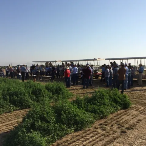 Alfalfa Field Day Variety Trial Presentation