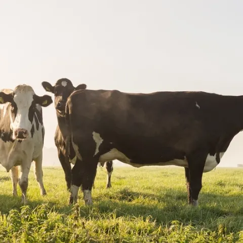 grazing 1