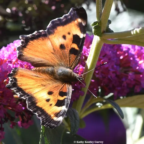 A California Tortoiseshell (Nymphalis californica) nectaring on a butterfly bush (Buddleia davidii) in Vacaville, Calif. (Photo by Kathy Keatley Garvey)