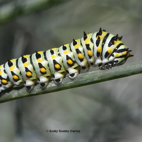 The iconic anise swallowtail caterpillar is a pale green with black bands containing orange spots. This is probably the fifth instar. (Photo by Kathy Keatley Garvey)