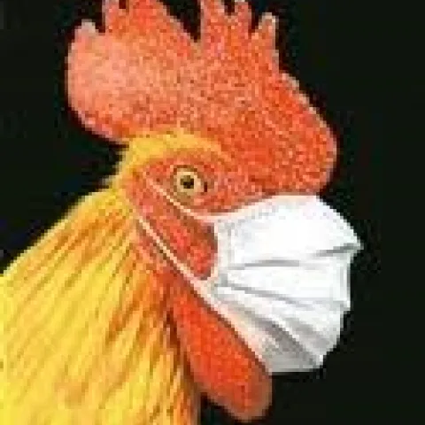 Chicken with surgical mask