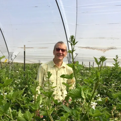 Mark Gaskell shown among blackberries bushes, but the UC Cooperative Extension advisor is known for his pioneering work on blueberries and coffee in California.