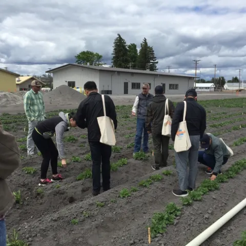 Chinese agricultural scientists explore a potato research field at UC ANR's Intermountain Research and Extension Center in Tulelake.