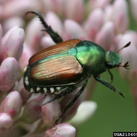 Japanese beetle. Credit: D. Cappaert, Bugwood.org)