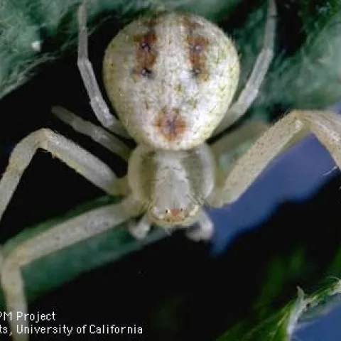 Adult flower or crab spider. (Credit: Jack Kelly Clark)