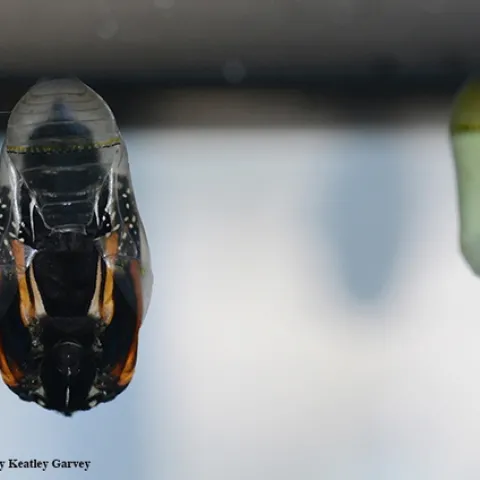 The monarch chrysalis bulges, a sure sign that eclosure is imminent. At right is a newly formed green chrysalis. (Photo by Kathy Keatley Garvey)