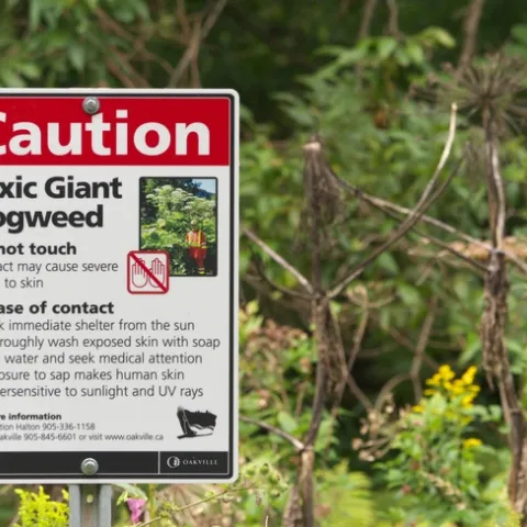 Sign of giant hogweed. Photo by Gavin Edmondstone.