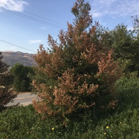 heat damage to redwood