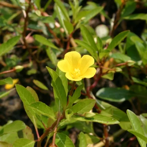 Uruguay waterprimrose