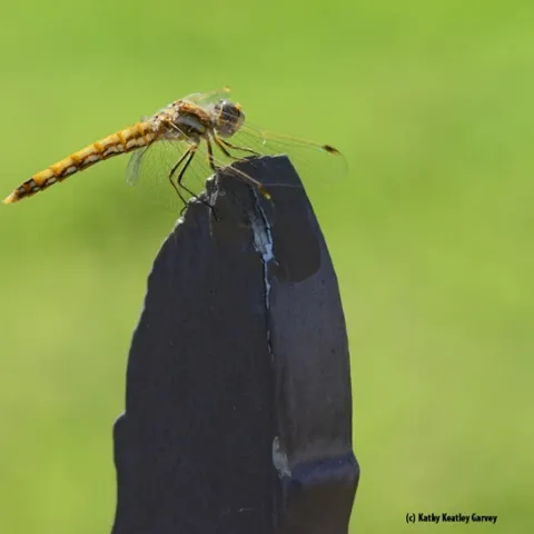 A wind-swept meadowhawk, Sympetrum corruptum, perches on a fence post after feasting on prey on July 1, 2018 in Vacaville, Calif. This was taken just after sunrise with a 200mm macro lens. (Photo by Kathy Keatley Garvey)