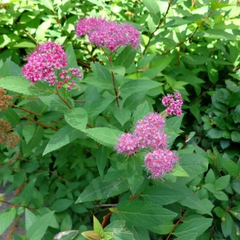 Spiraea japonica Anthony Waterer, Wikipedia