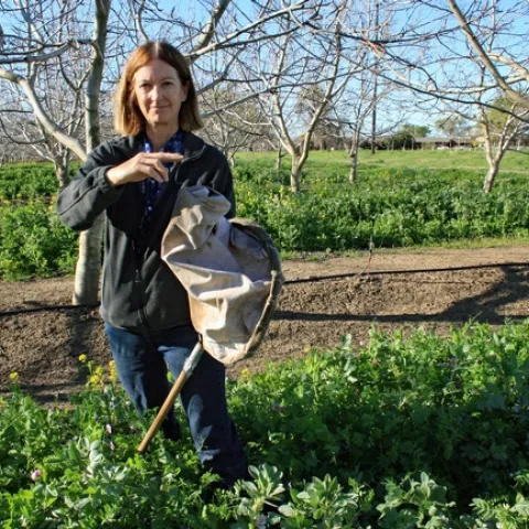 UCCE advisor Rachael Long holding a lacewing, a beneficial insect that feeds on aphids. She is standing in a cover crop in a walnut orchard. (Photo: California Farm Bureau)